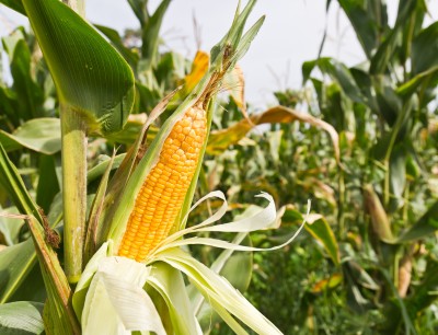 Dalsze wzrosty  cen pszenicy i kukurydzy na giełdach europejskich.